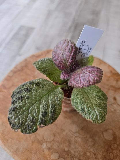 Episcia cupreata 'Tierra Plata'