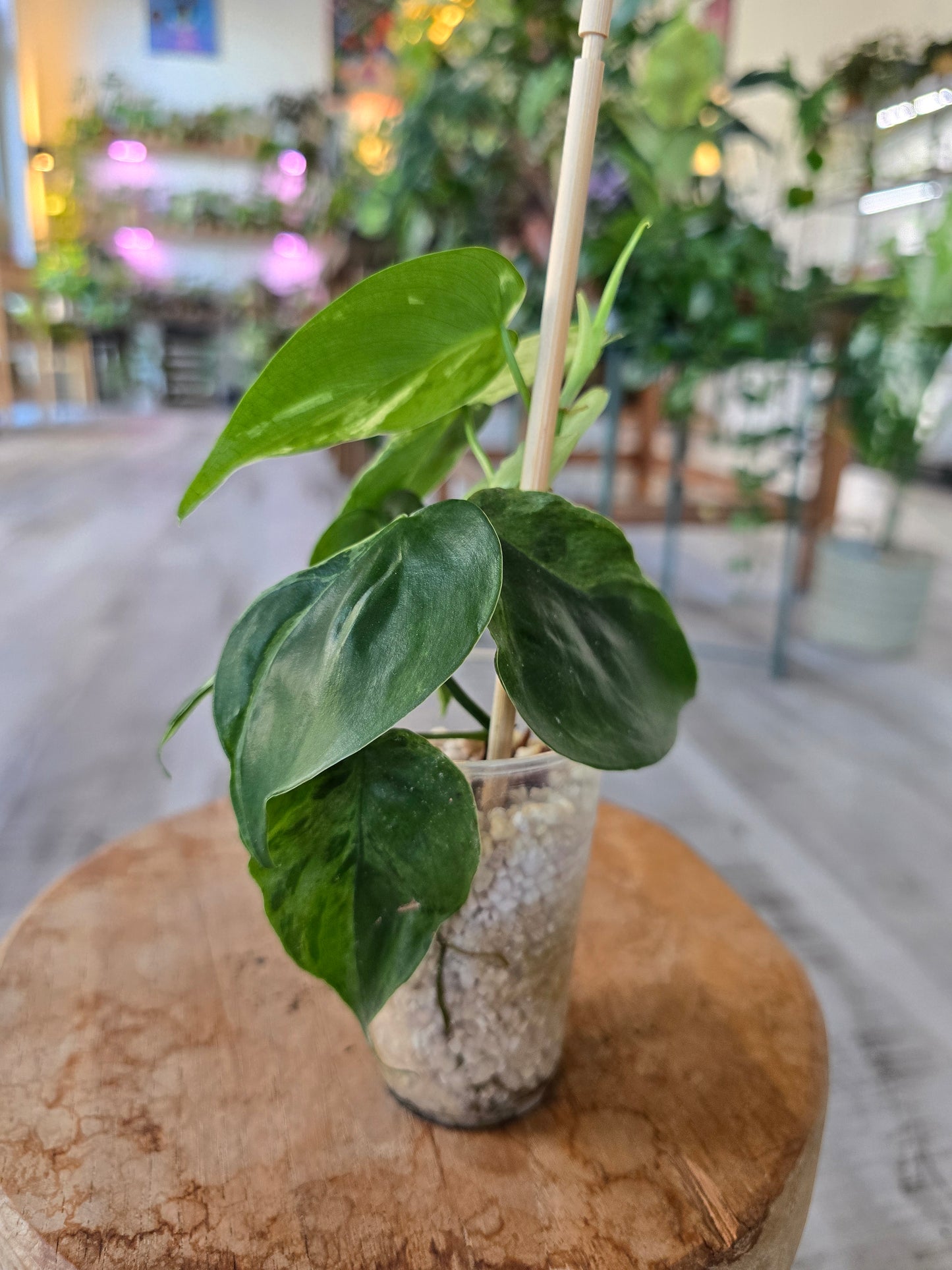 Philodendron hederaceum oxycardium variegata (JP)