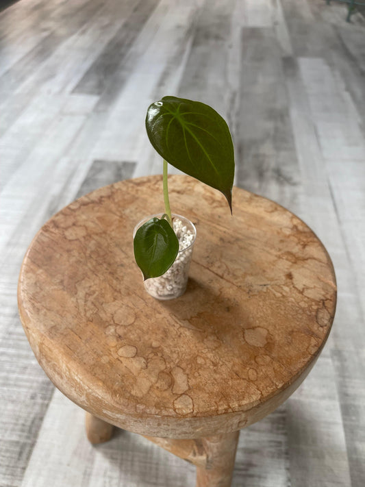 Alocasia Wentii (JP)