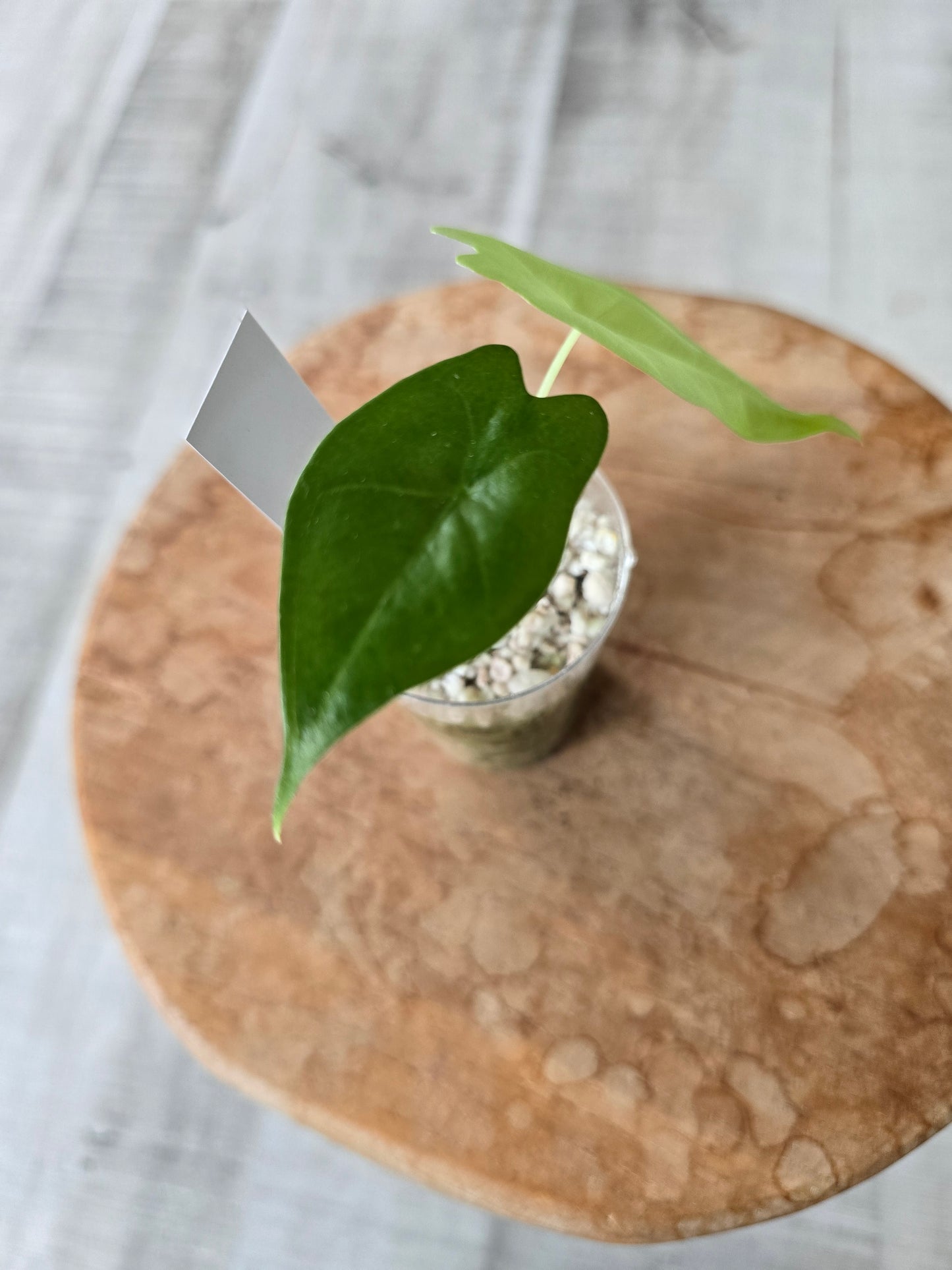 Alocasia Nycteris Batwing (JP)