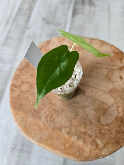 Alocasia Nycteris Batwing (JP)