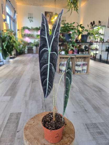 Alocasia Longiloba 'Purple'