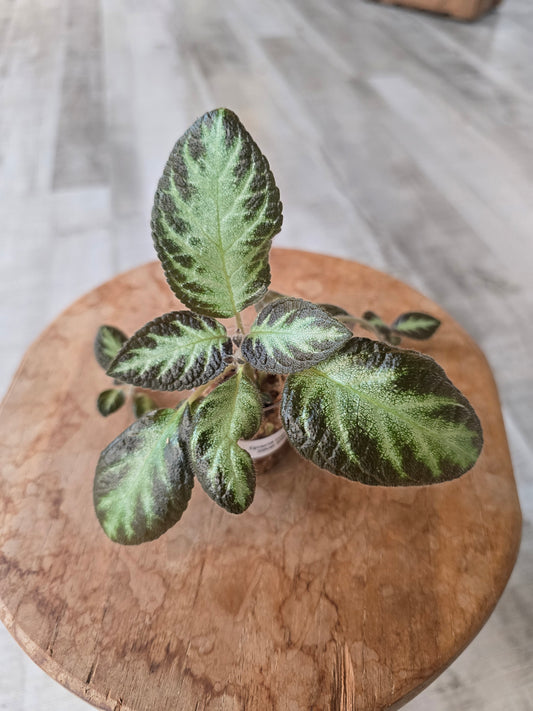 Episcia cupreata 'Silver Shield' (JP)