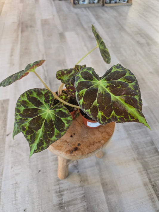 Begonia Barsalouxiae