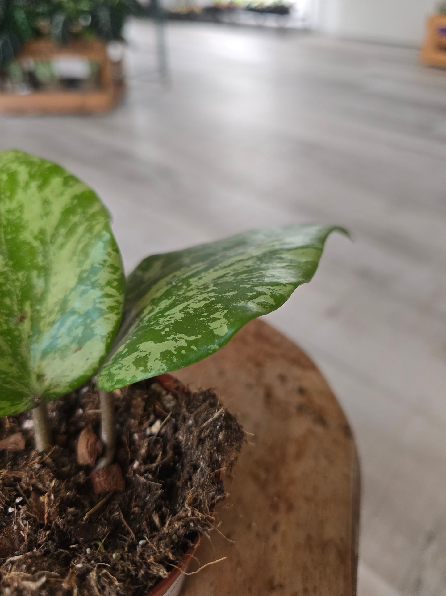 Hoya glabra splash