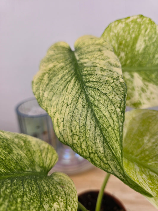 Monstera Deliciosa mint