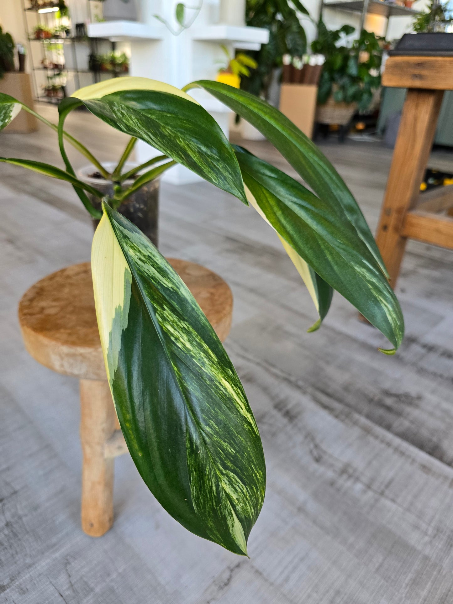Epipremnum Amplissimum Aurea Variegata