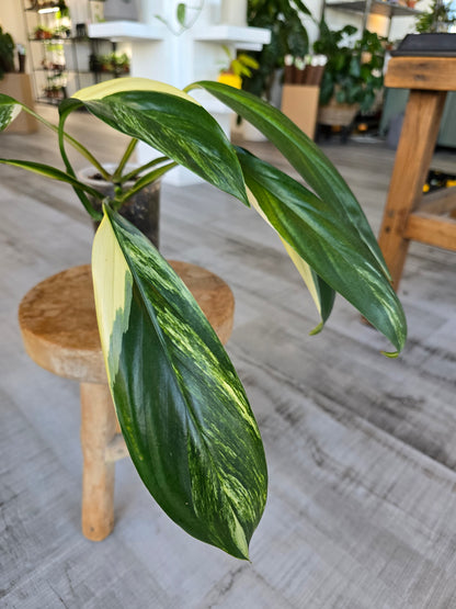 Epipremnum Amplissimum Aurea Variegata