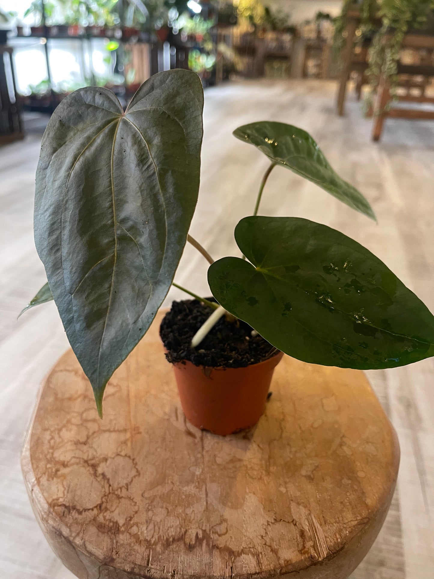 Anthurium papillilaminum x Dressleri (S2)