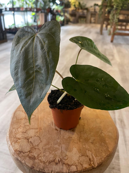 Anthurium papillilaminum x Dressleri (S2)