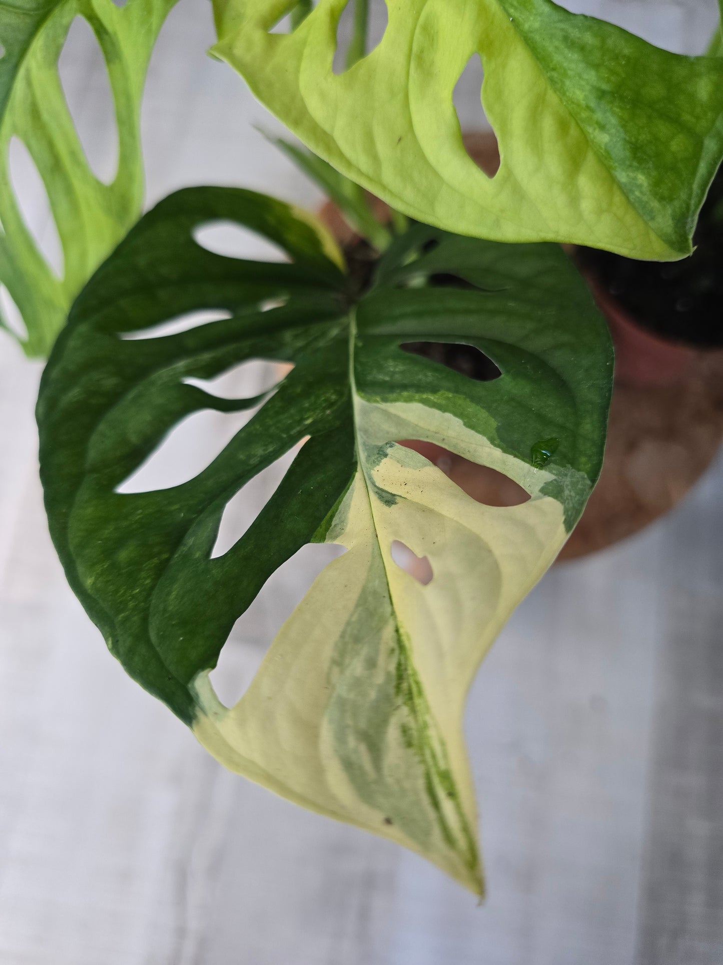 Monstera adansonii Aurea Variegata