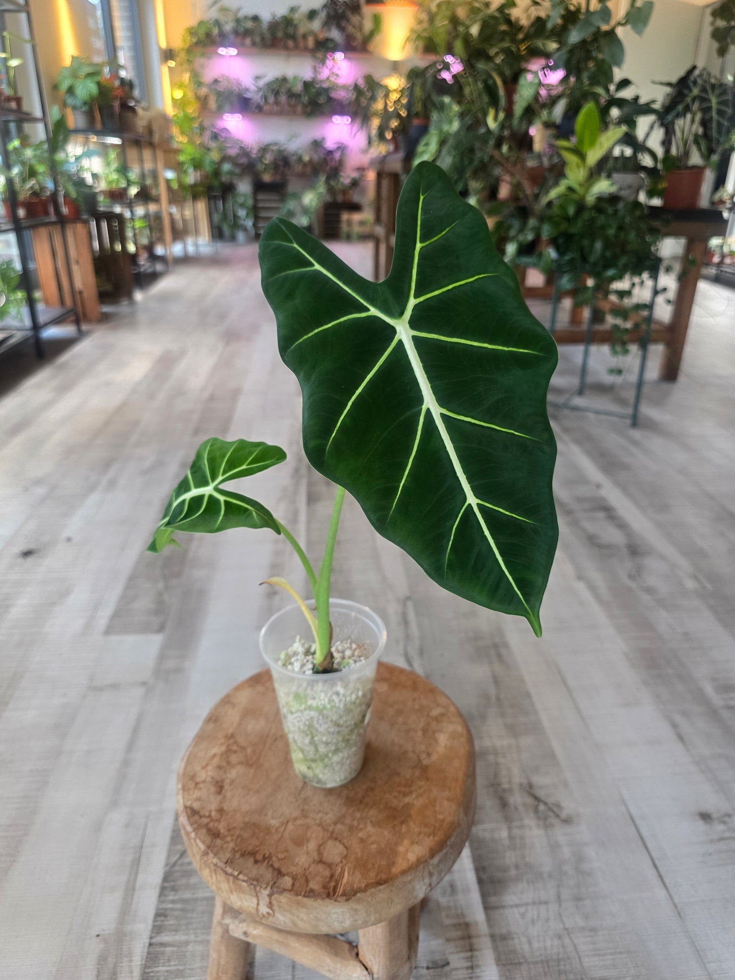 Alocasia Frydek (JP)