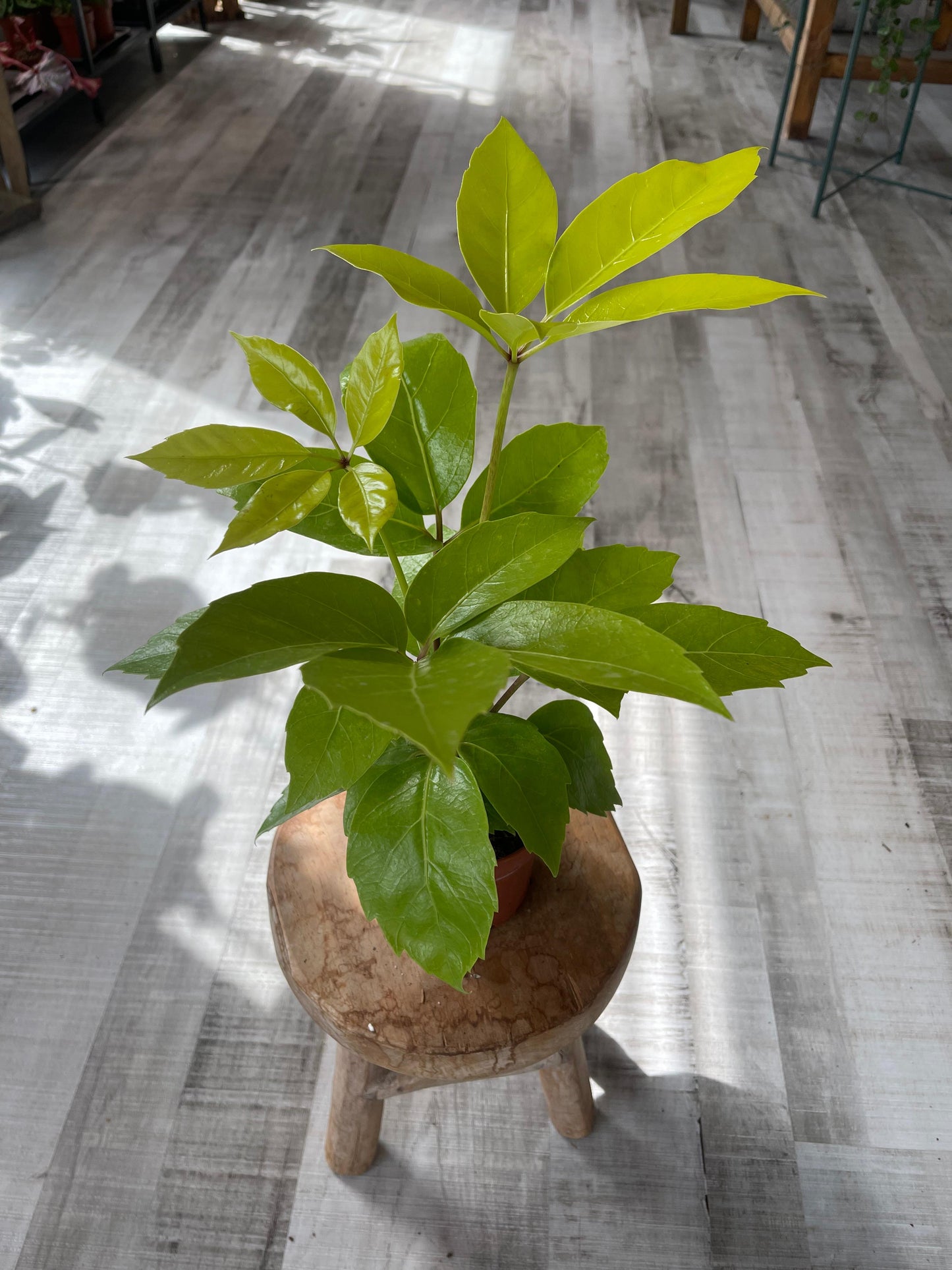 Schefflera Amate Gold