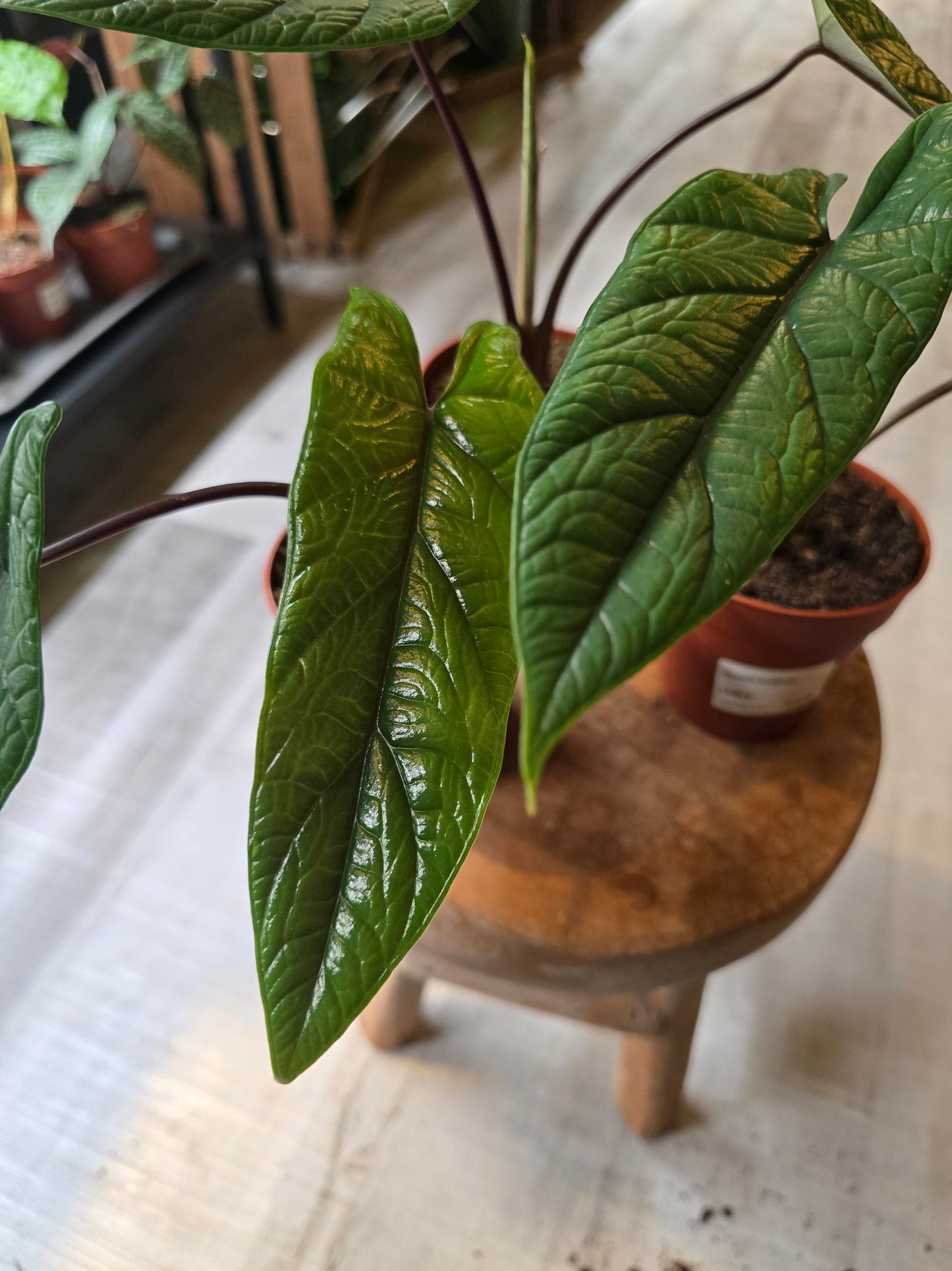 Alocasia Scalprum