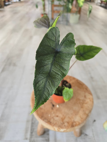 Alocasia Olanii