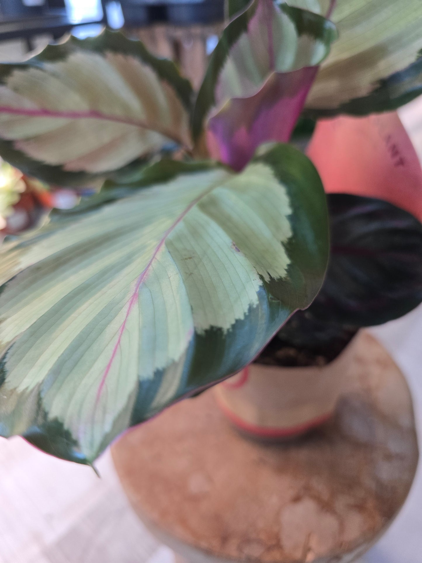 Calathea Corona