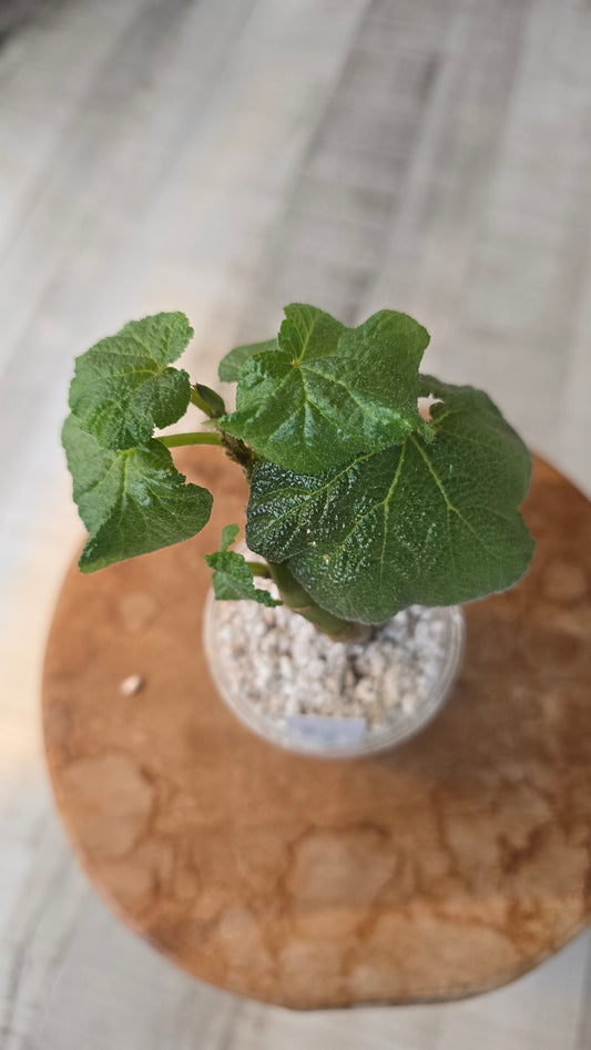 Begonia Boomer (RC1)