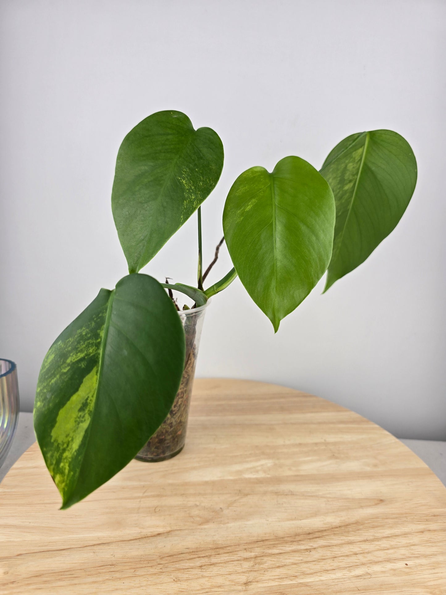 Monstera Borsigiana aurea (JP)