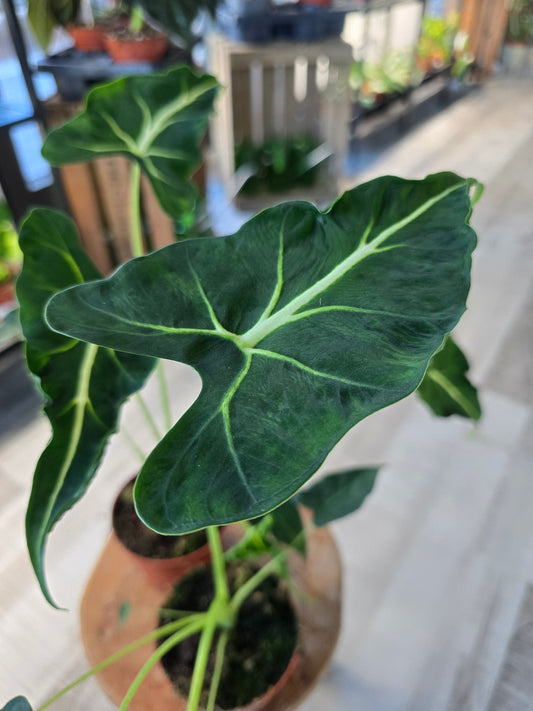 Alocasia Frydek Tattoo