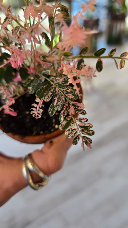 Phyllanthus urinaria pink variegata