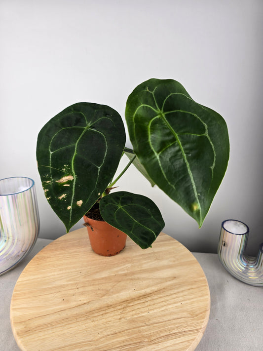 Anthurium forgetii (SC)