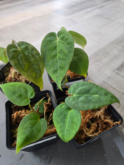 Anthurium Papillilaminum x Silver Blush Mint
