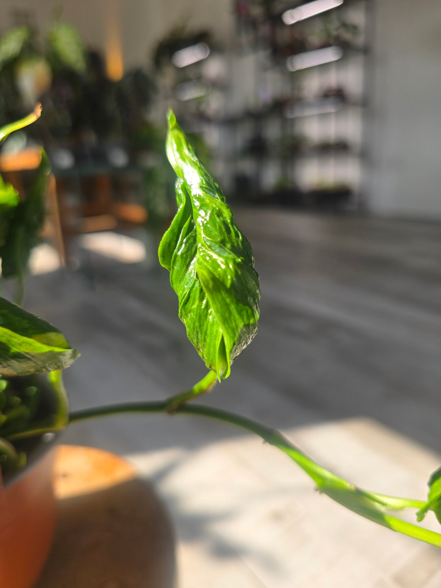 Epipremnum aureum Shangri La