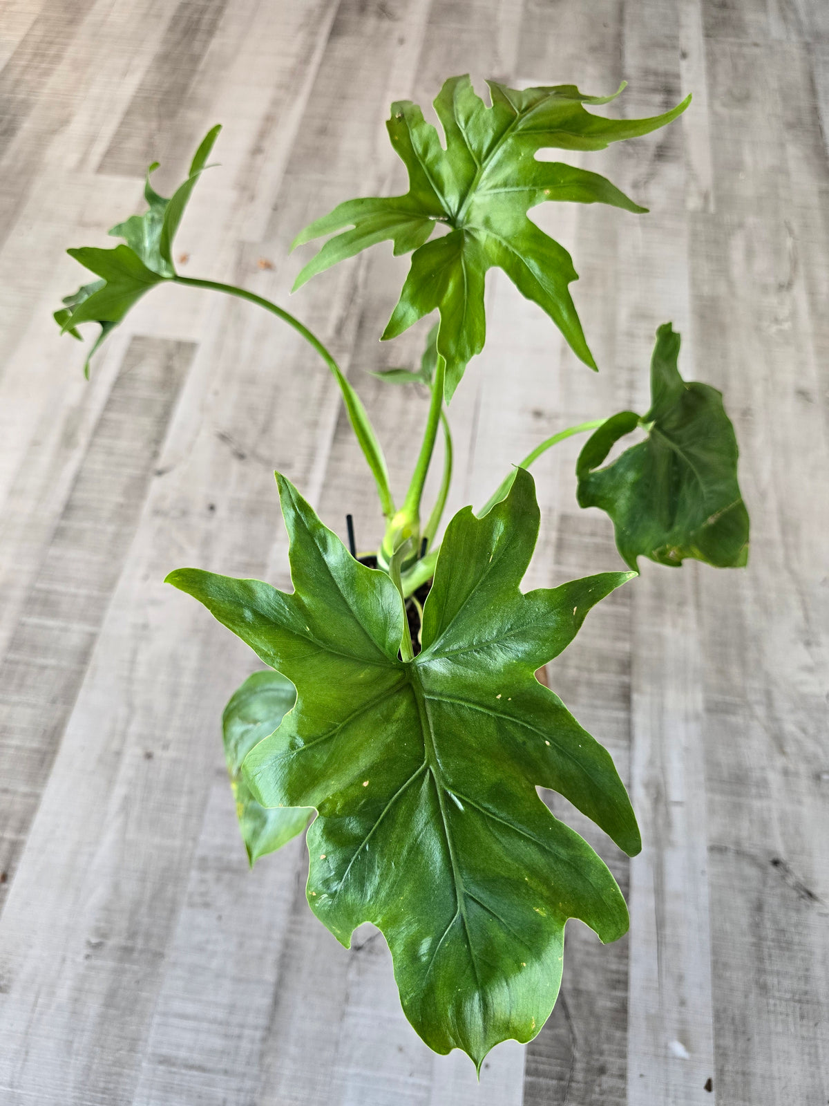 Philodendron warszewiczii