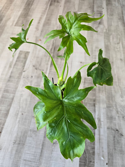 Philodendron warszewiczii