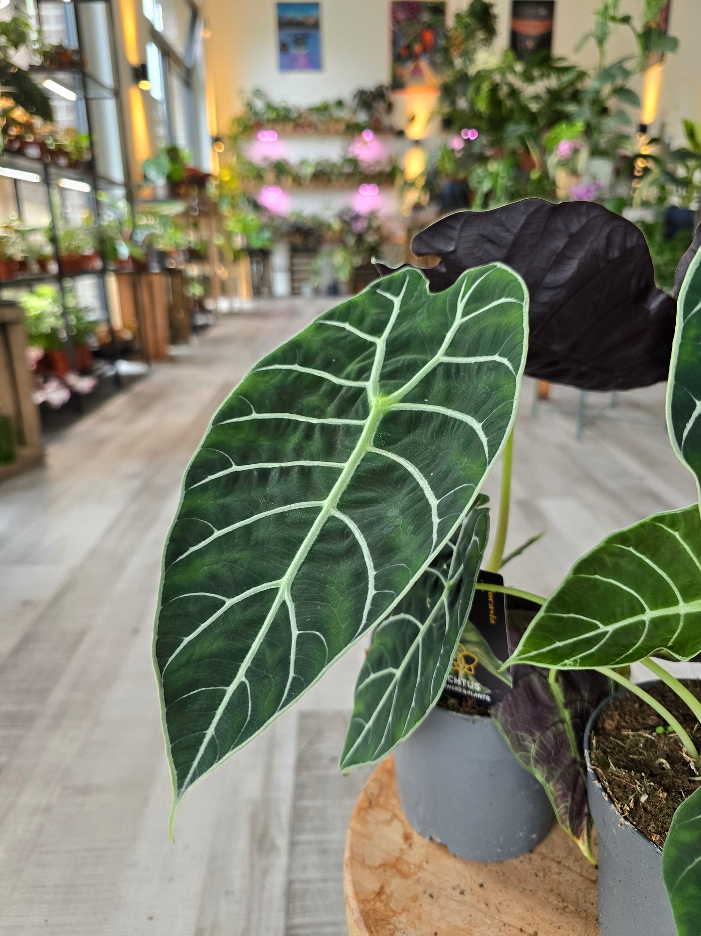 Alocasia Pride of Curup