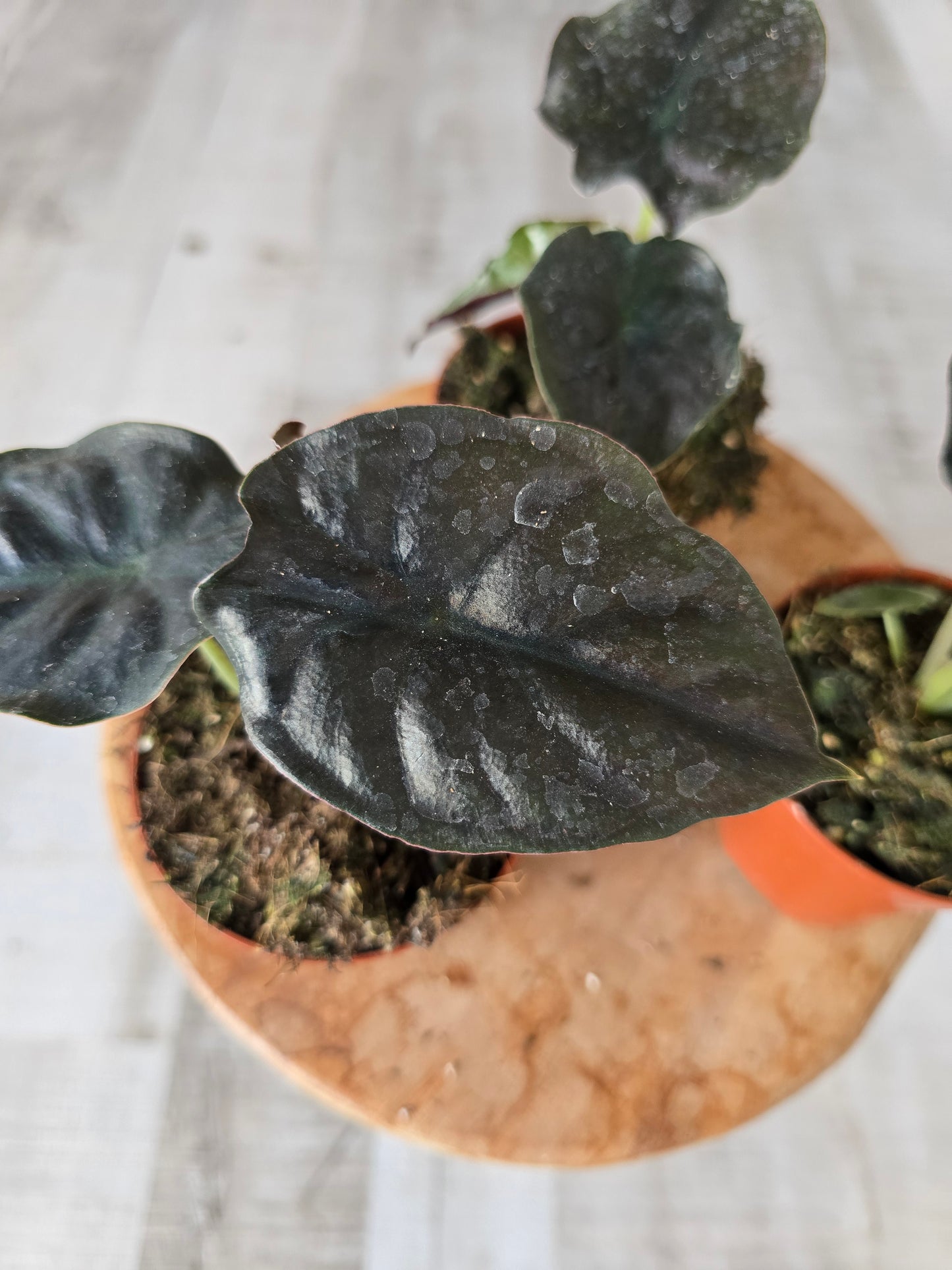 Alocasia infernalis 'Black Magic'