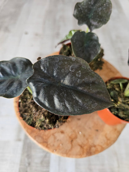 Alocasia infernalis 'Black Magic'
