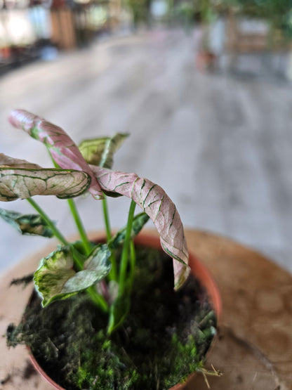 Syngonium Pink Rolli
