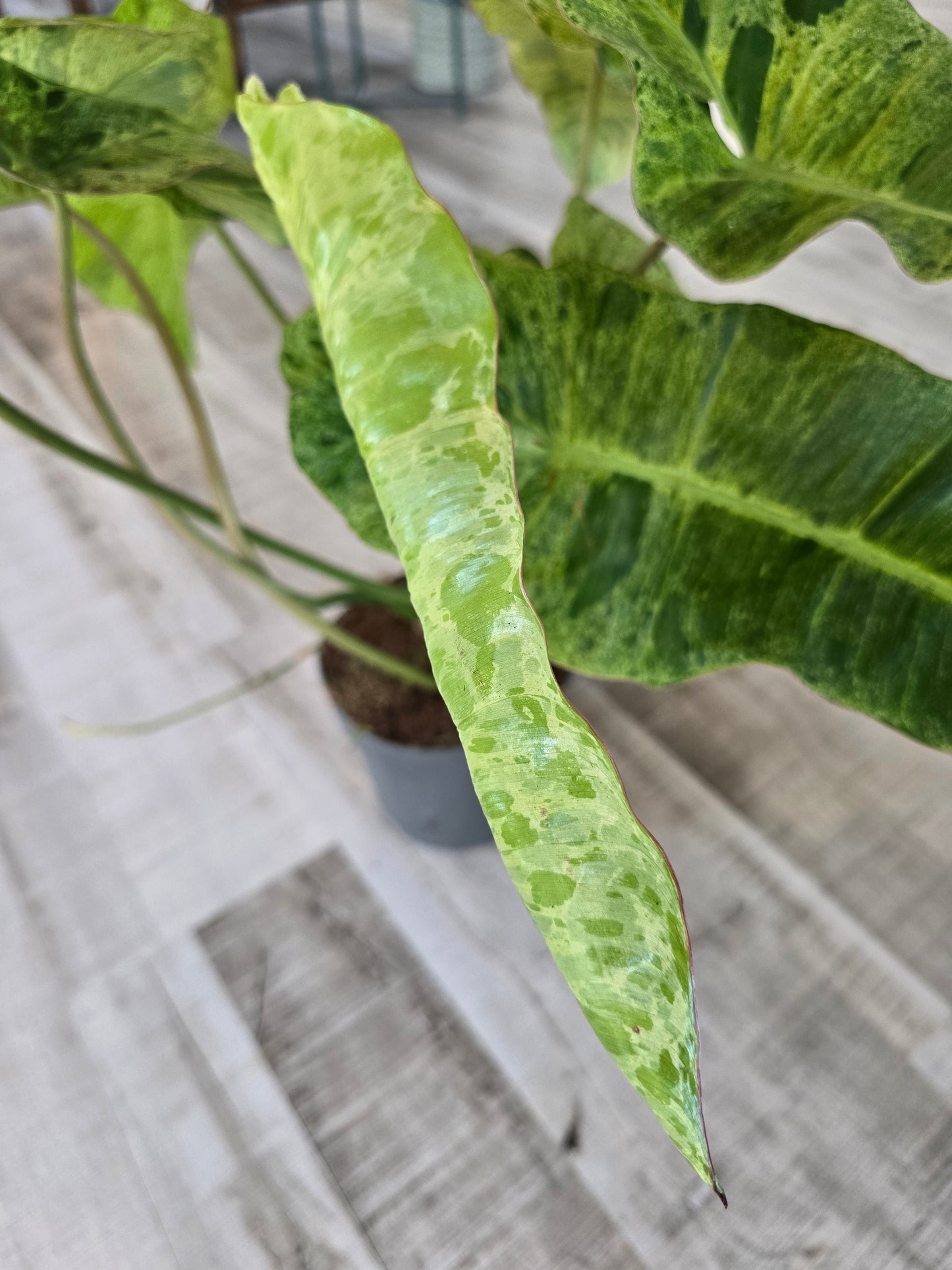 Philodendron Paraiso Verde XL
