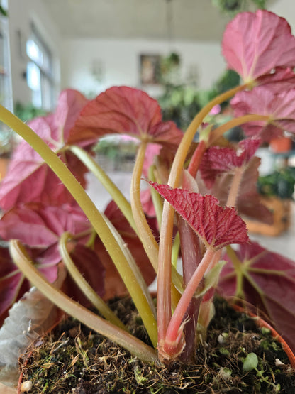 Begonia 'Grey Earl'