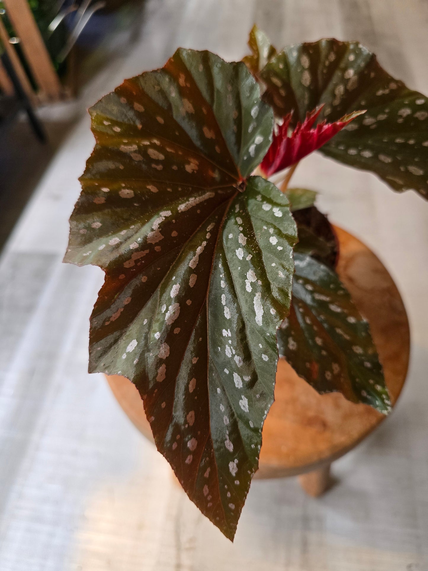 Begonia Aiai