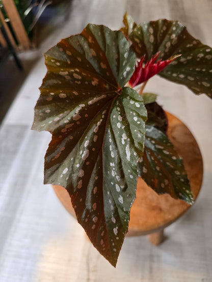 Begonia Aiai