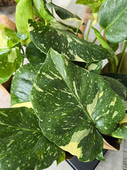Monstera Thai Constellation