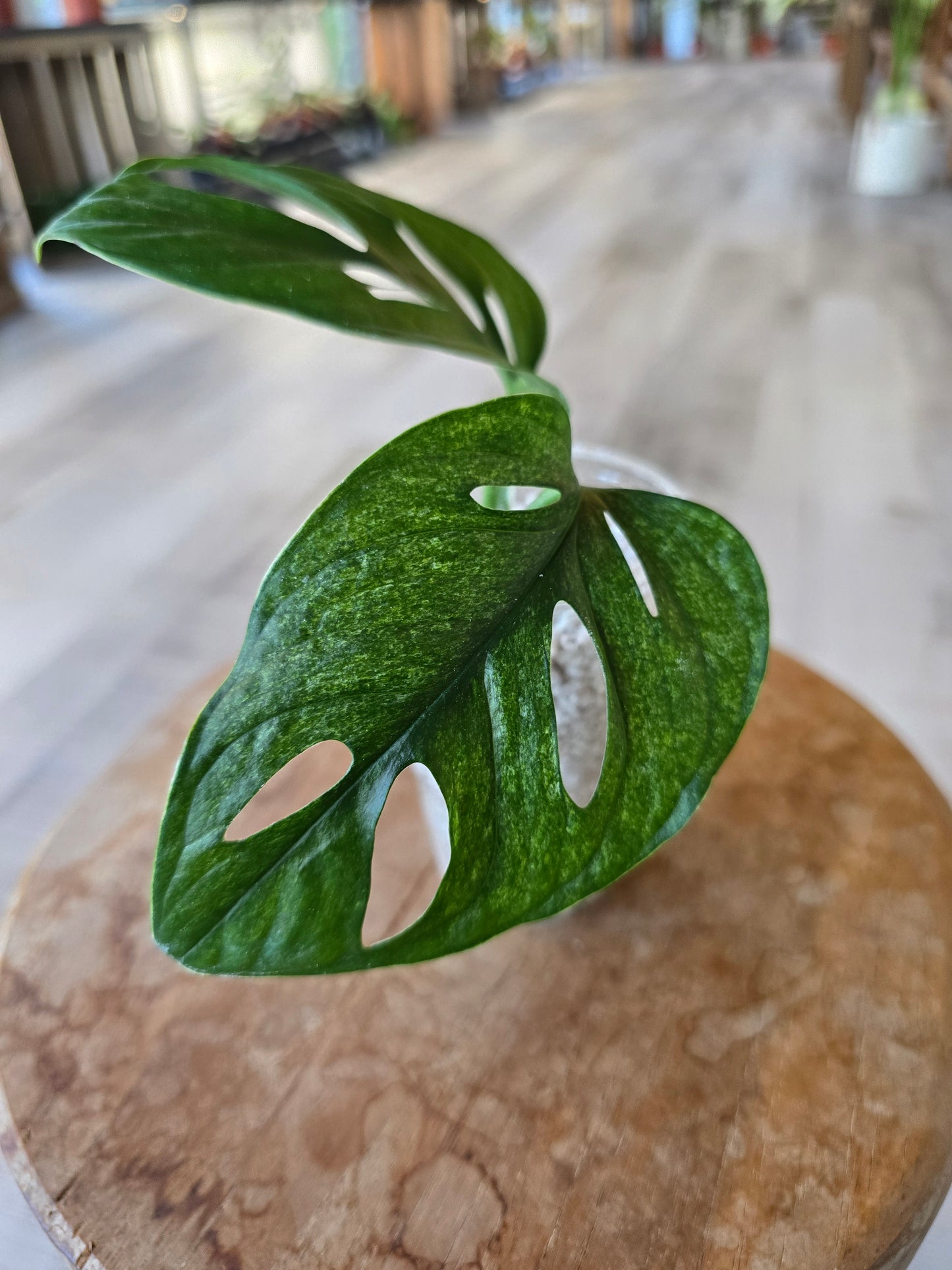Monstera adansonii mint (JP)