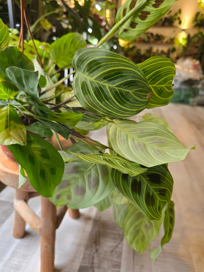Maranta Light Veins
