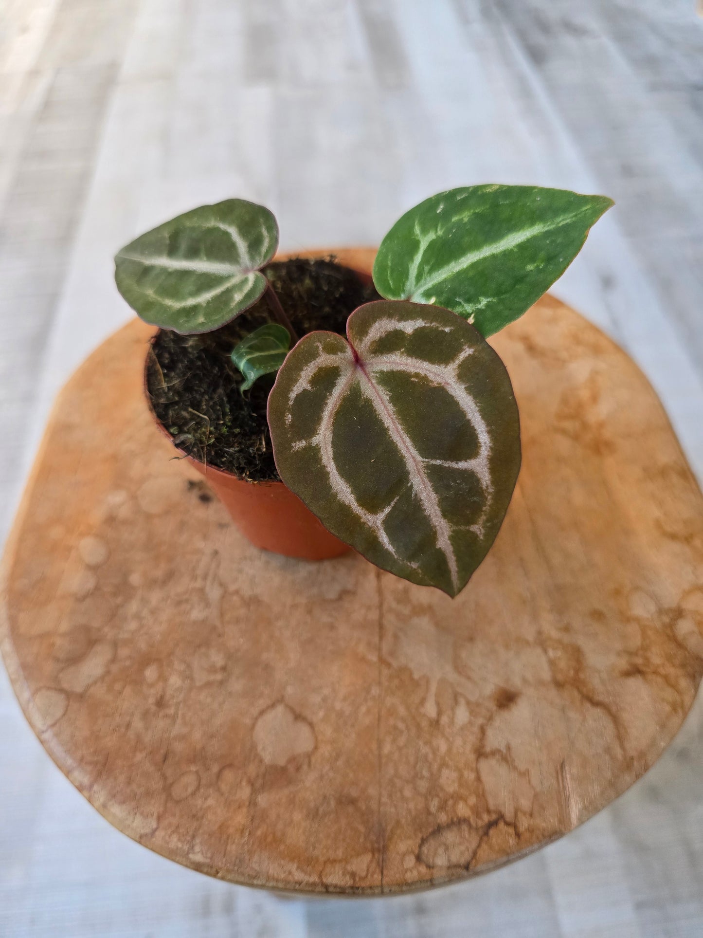 Anthurium Red Crystallinum