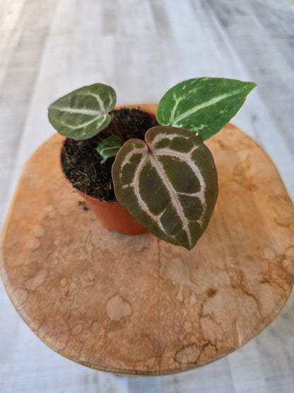 Anthurium Red Crystallinum