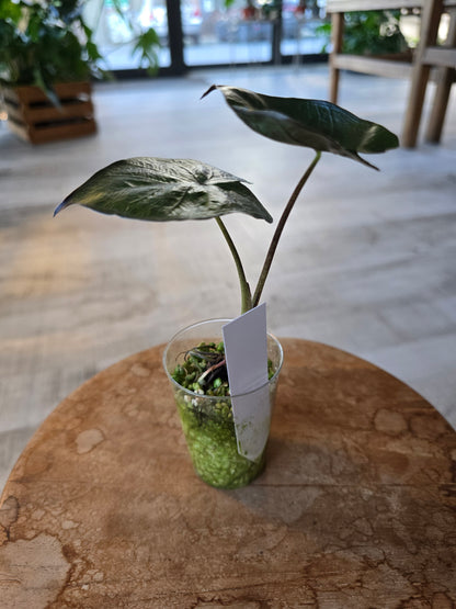 Alocasia Serendipity (JP)