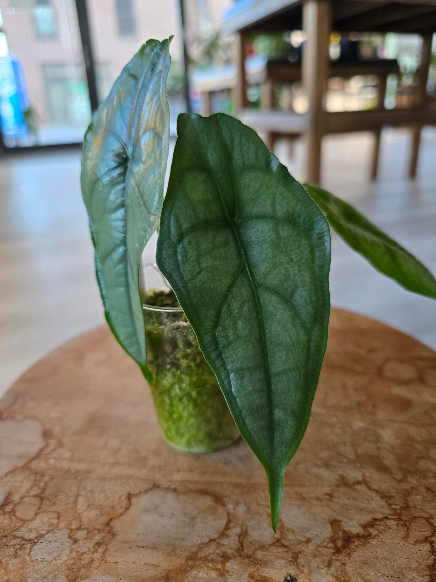 Alocasia Heterophylla Dragon's Breath (JP)
