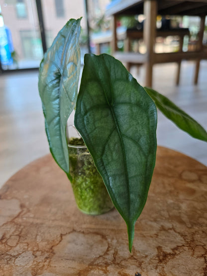 Alocasia Heterophylla Dragon's Breath (JP)
