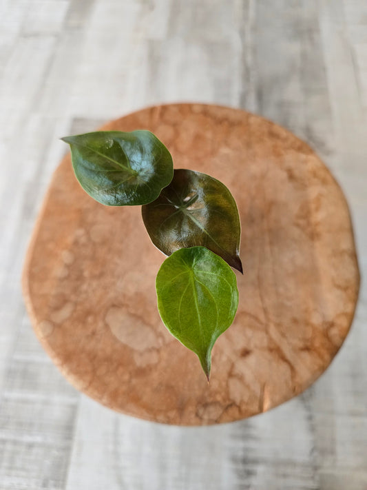Alocasia Wentii (JP)