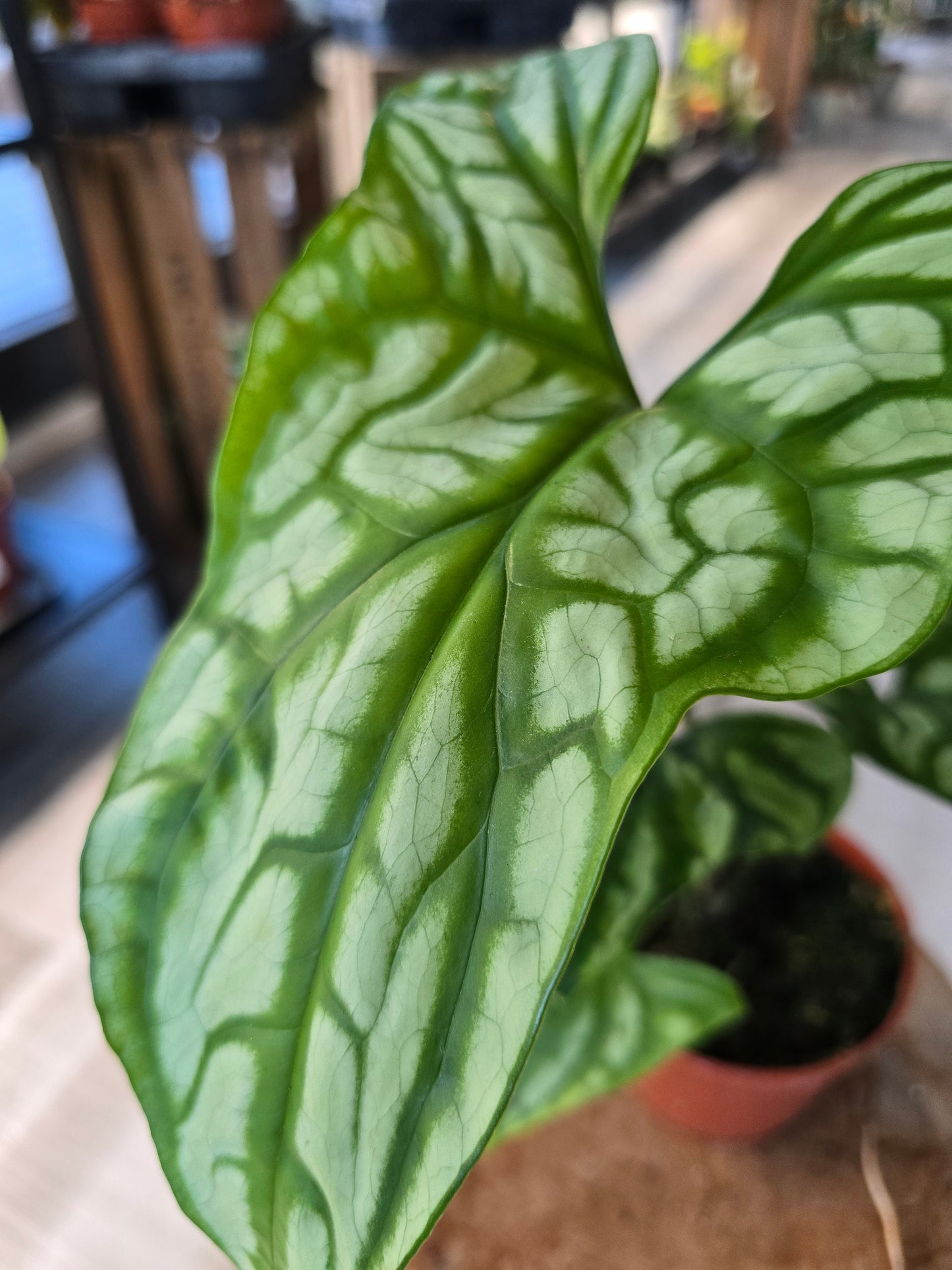 Cercestis mirabilis