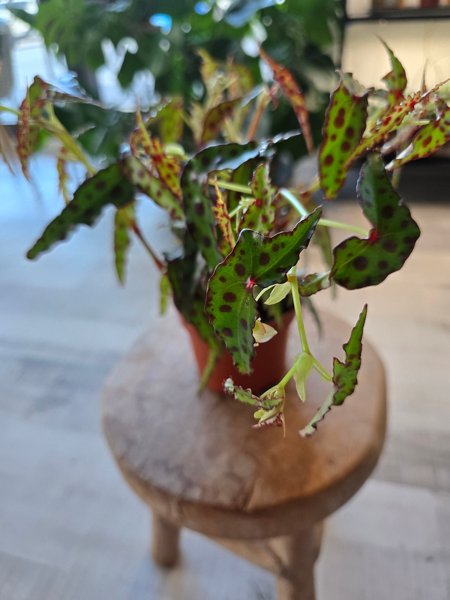 Begonia Amphioxus