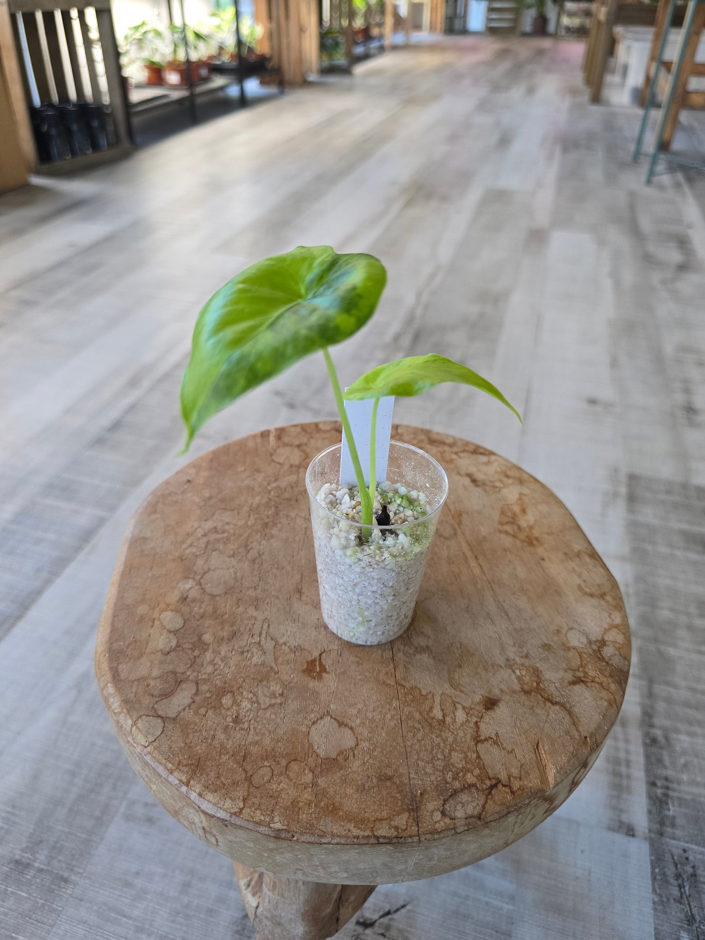 Alocasia Macrorrhiza aurea variegata (JP)