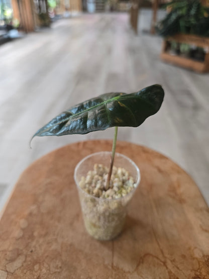 Alocasia Polly (JP)